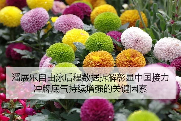 潘展乐自由泳后程数据拆解彰显中国接力冲牌底气持续增强的关键因素